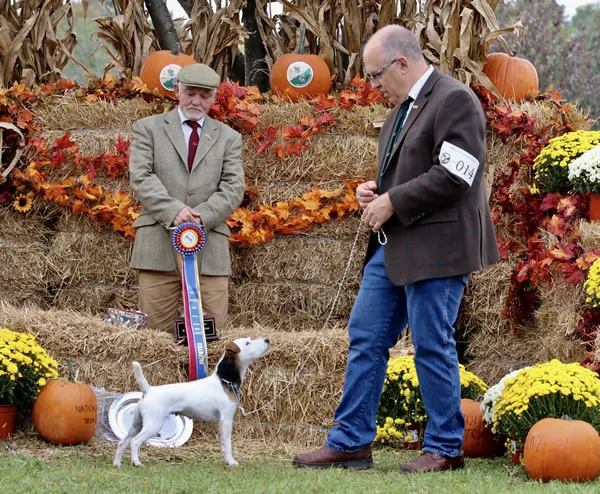 Northgate Kennedy, 2017 JRTCA National Working Terrier Champion