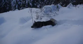 norwegian elkhounds enjoying deep snow on winter trails