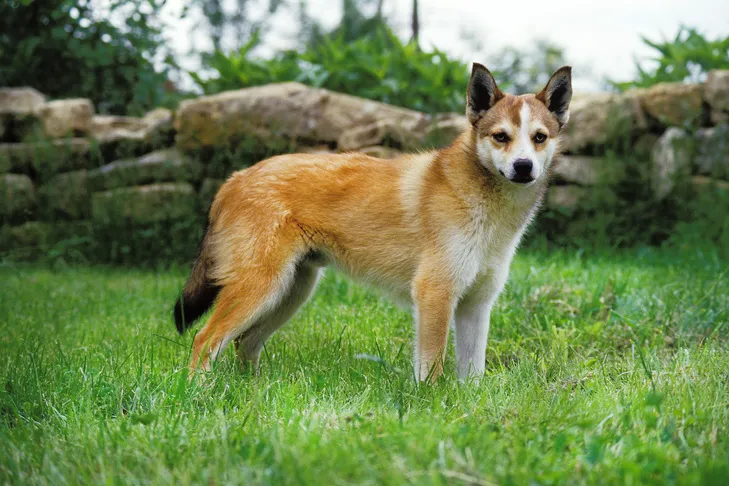 Norwegian Lundehund, a rare and unique dog breed from the least popular list