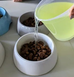 Nutritious whey from homemade yogurt being added to kibble for moisture and probiotics