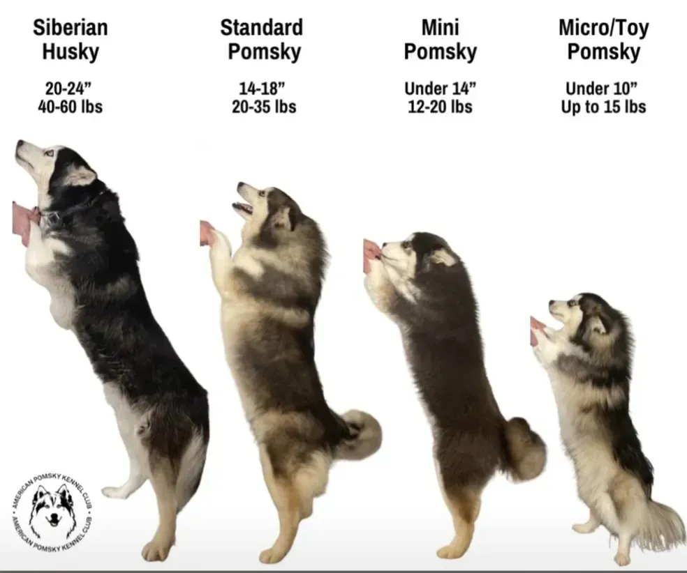 Official American Pomsky Kennel Club size chart comparing the size of an adult Husky with various Pomsky sizes, illustrating the breed's diverse range.