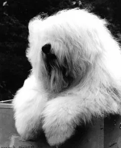 Old English Sheepdog with long shaggy coat, looking majestic