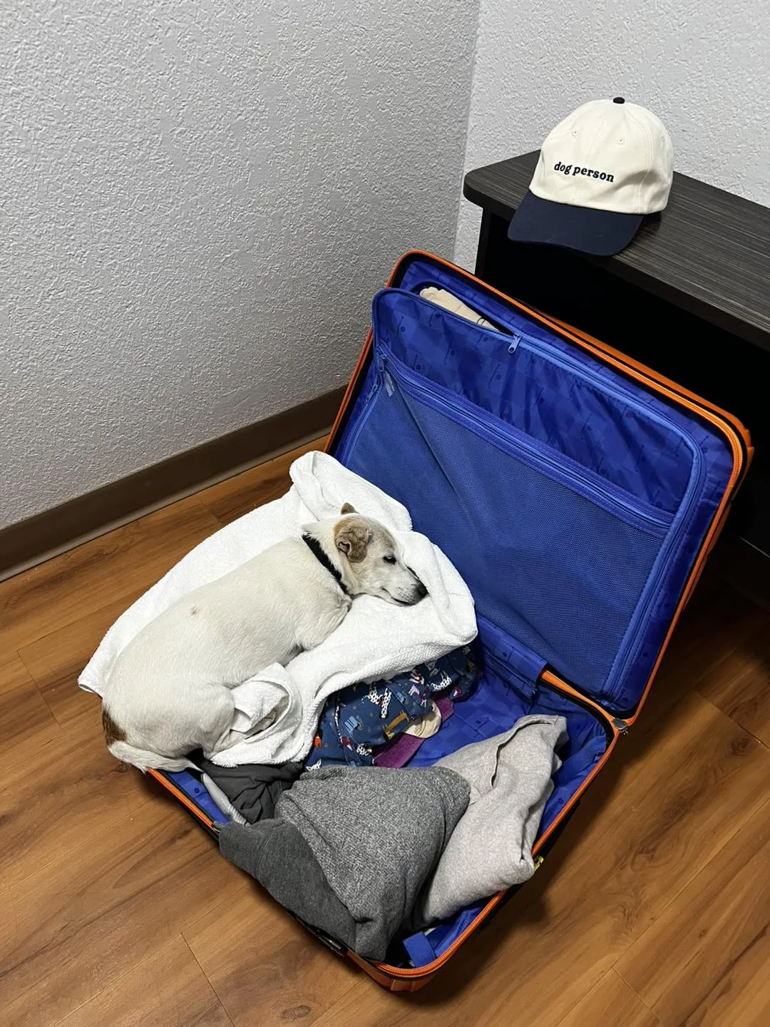 Older dog looking out from a fenced area, highlighting rescue opportunity.