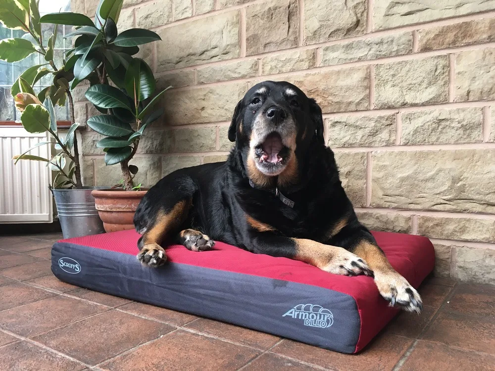 Older dog Mia cozying up on her Scruffs orthopaedic dog bed with a blanket
