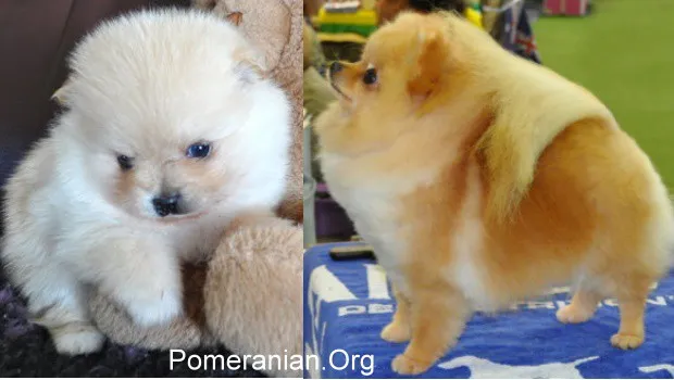 Orange Pomeranian from puppy to adult showing significant color deepening
