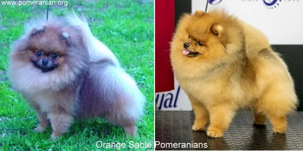 Orange Sable Pomeranian adults with vibrant orange and sable markings