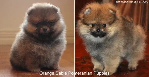 Orange Sable Pomeranian puppies with initial greyish tones