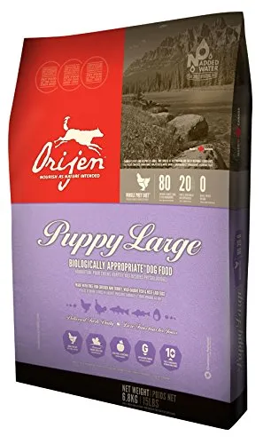 Orijen large breed puppy formula kibble, a premium option for what to give a Labrador puppy to eat for balanced nutrition.