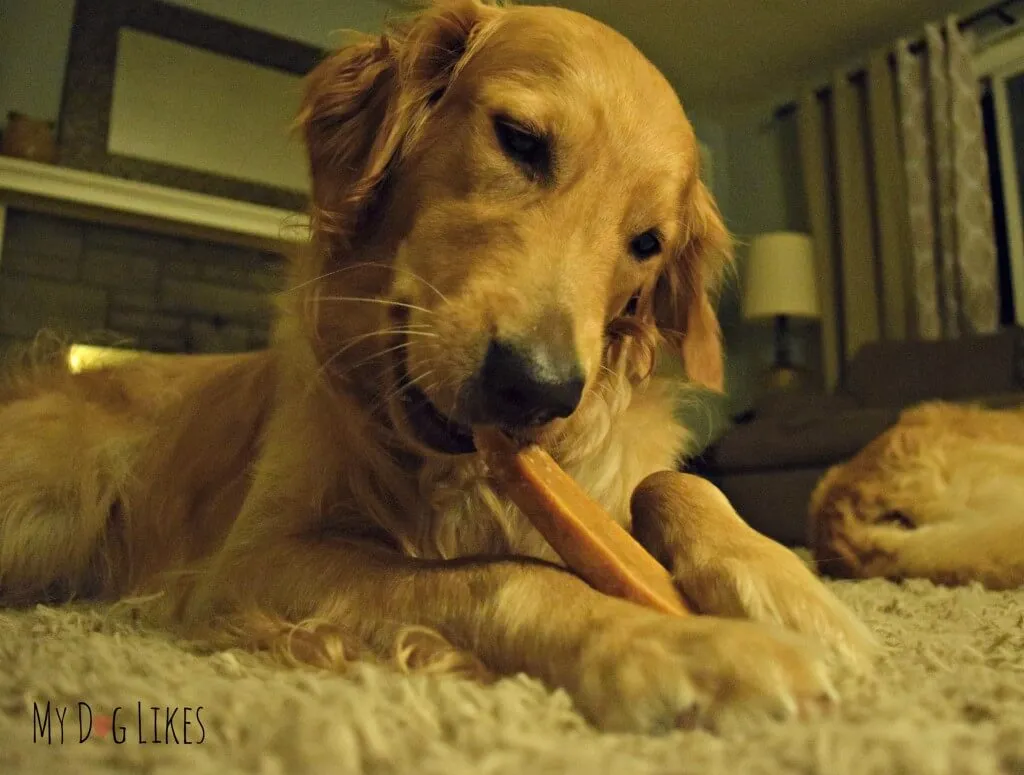 Our Golden Retriever Charlie eating a Himalayan Dog Chew