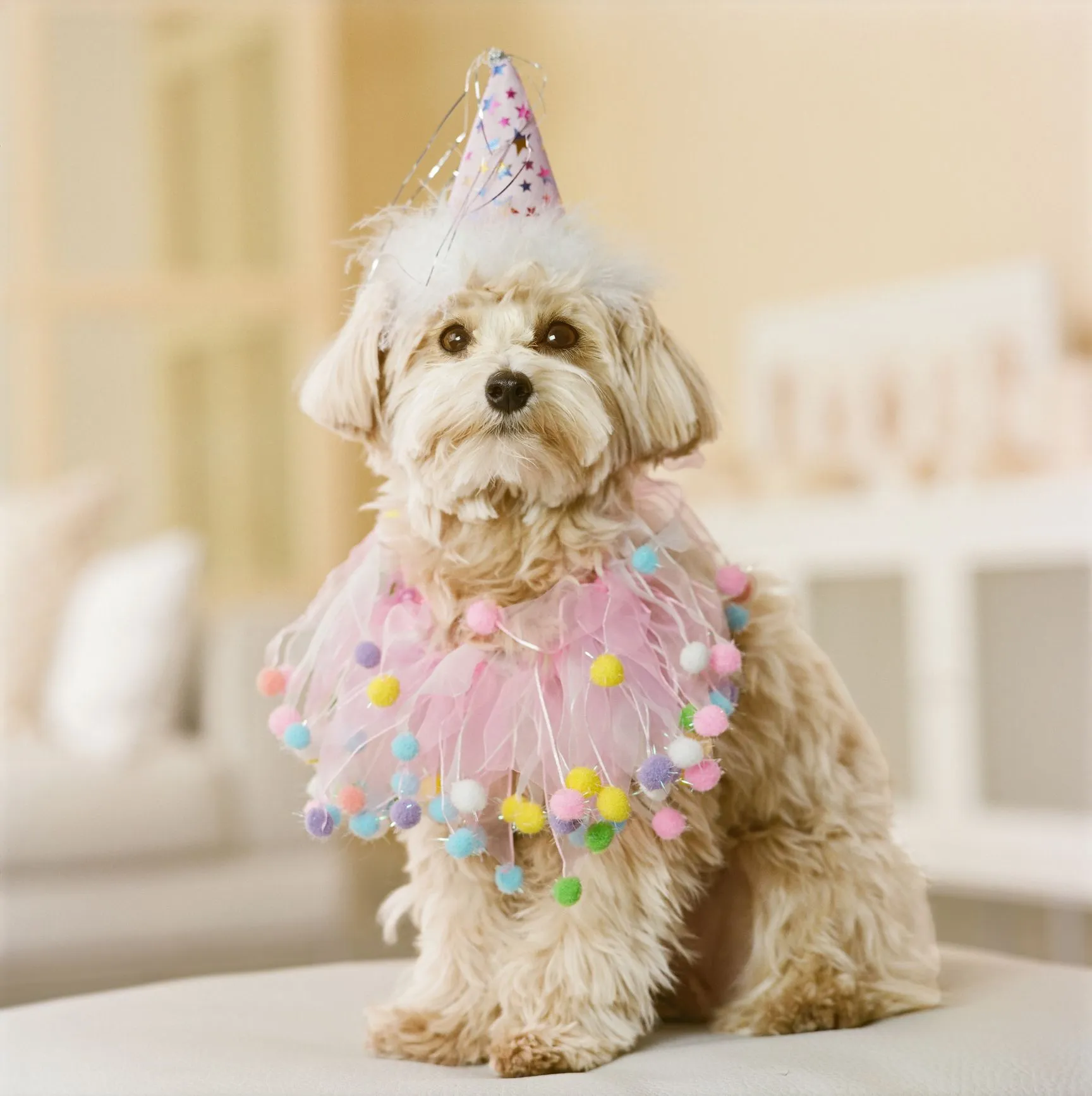 Owner attempting to teach a dog a complex trick before mastering basics