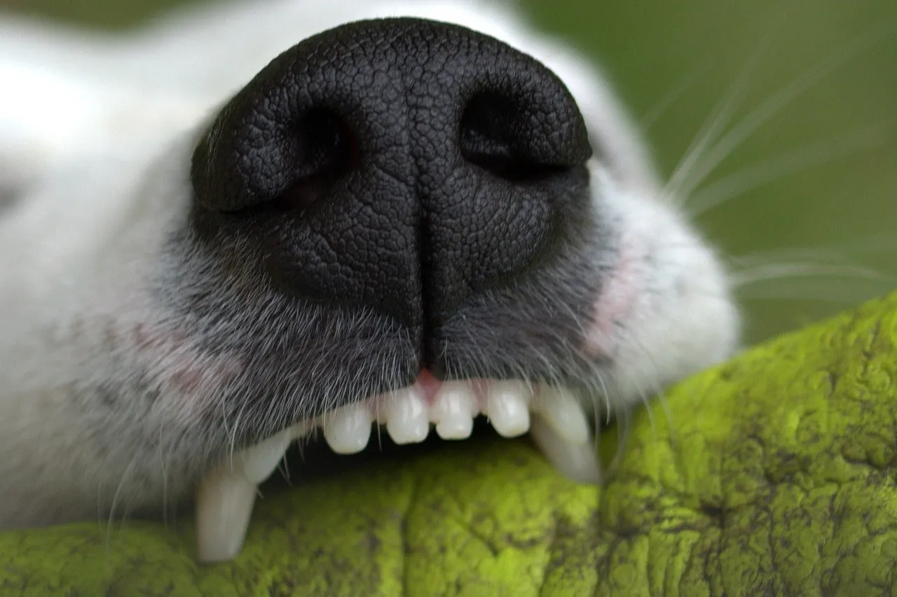 Owner gently examining a dog's mouth, preparing for dental care including the use of a toothbrush chew toy