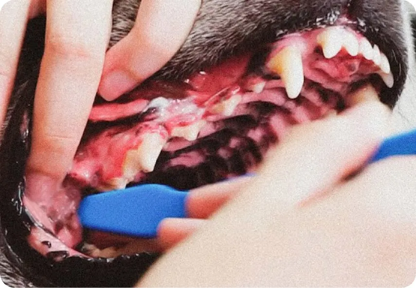 Owner starting an oral care routine for their dog, highlighting the importance of regular dental hygiene