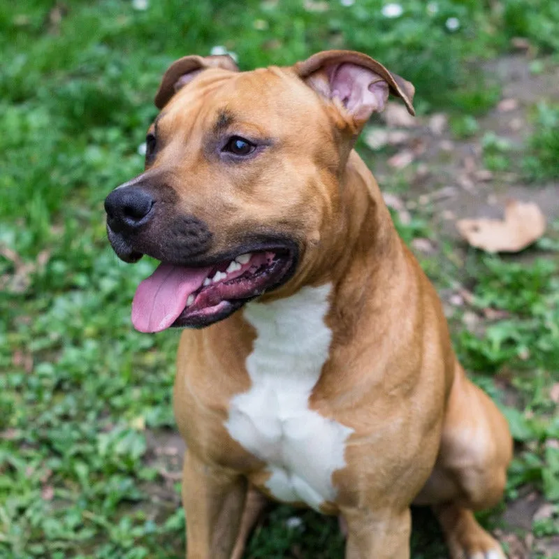 Owner supervising a Pit Bull playing with a chew toy, checking for durability