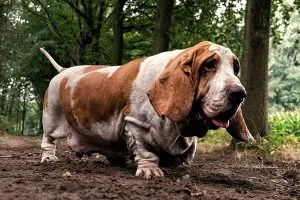 Patient Basset Hound with long ears, a calm and good-natured dog.
