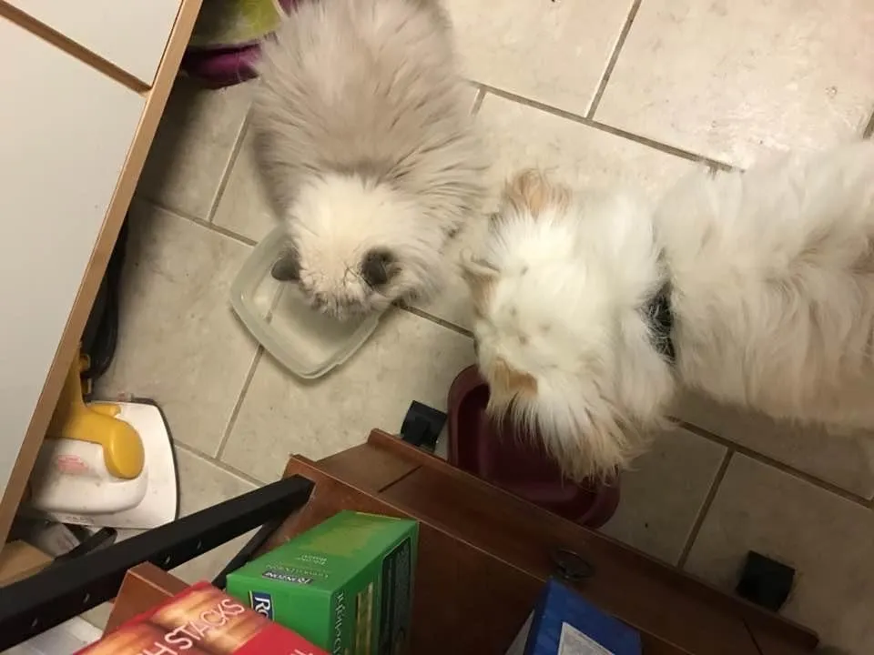 Patient Maya the good dog waiting calmly for her turn to eat or drink, demonstrating her sweet disposition