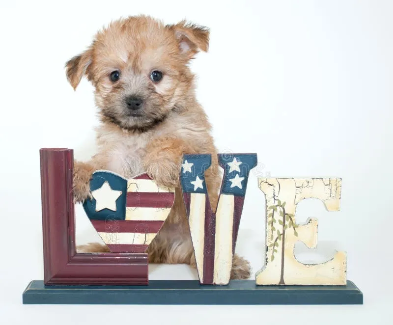 Patriotic Yorkie Poo puppy with a love sign featuring American flag colors