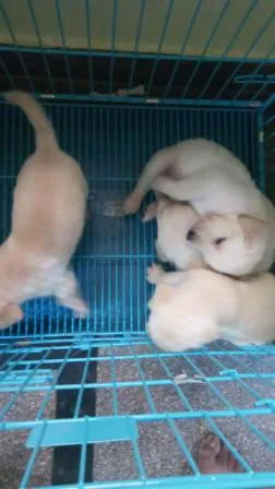 Peaceful chocolate brown Labrador puppies relaxing comfortably within our kennel in Bangalore