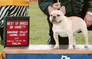 Peanut the French Bulldog winning Best of Breed at an AKC show