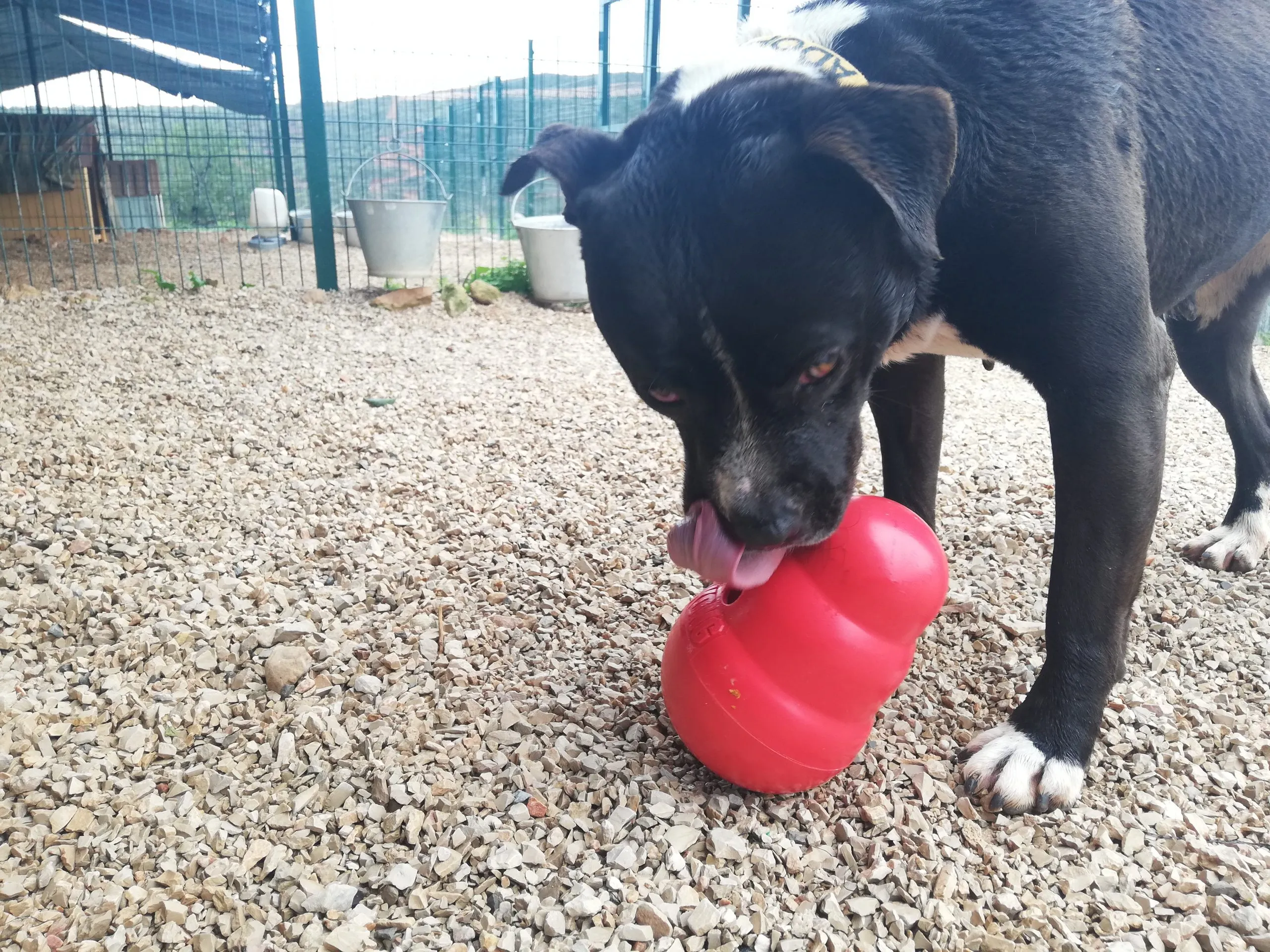 Pebbles, a shelter dog, carefully interacting with a Kong Wobbler