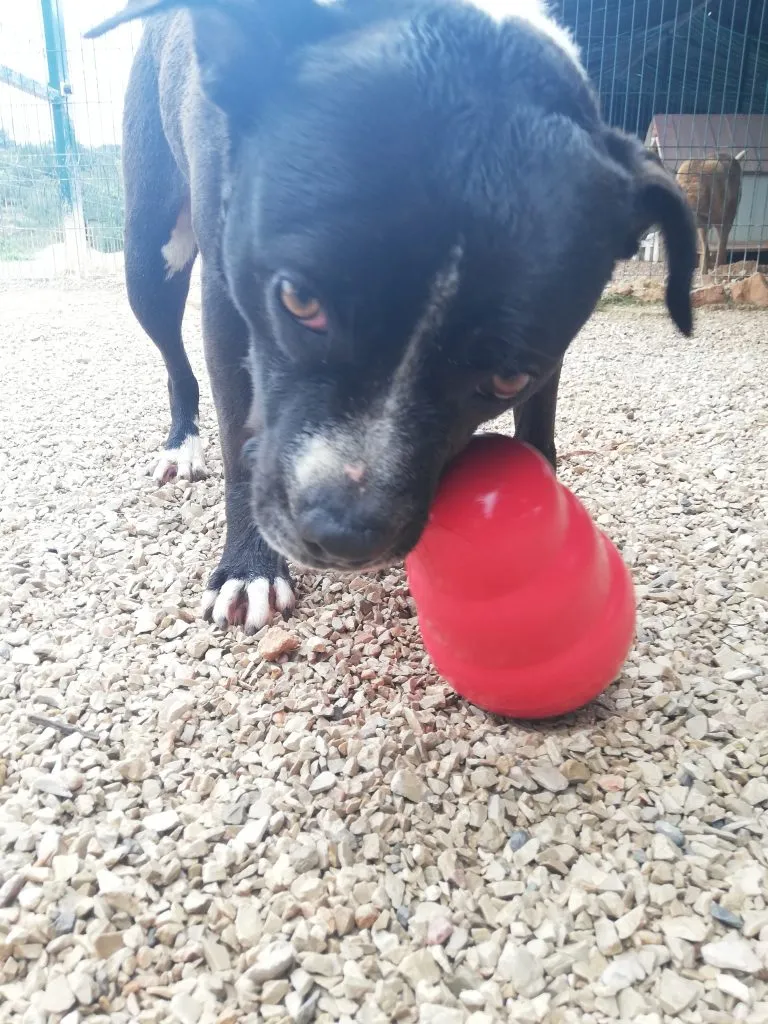 Pebbles and the Kong Wobbler in a sheltered outdoor area