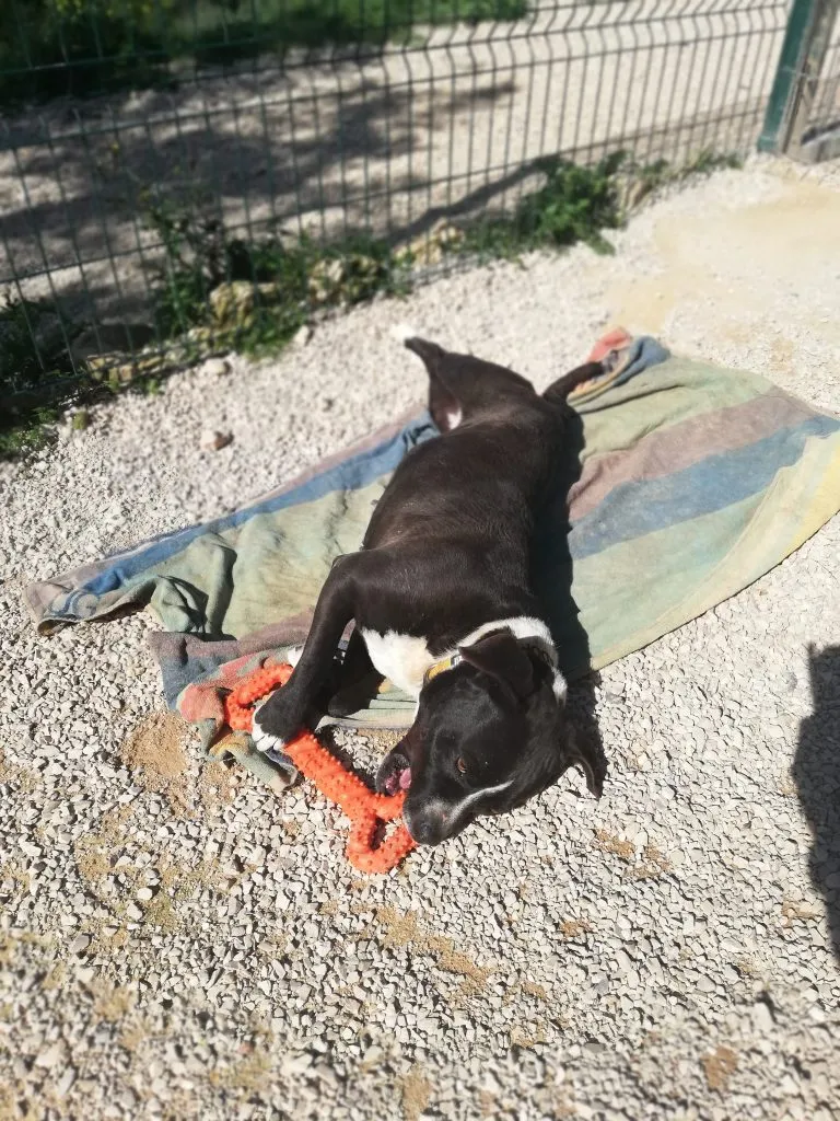 Pebbles lying down with the CyunCmay orange bone