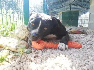 Pebbles with CyunCmay Orange Bone 2