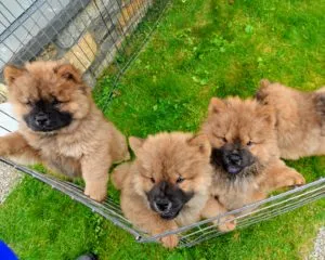 Peluche with her litter of Chow Chow puppies