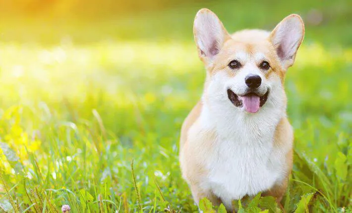 Pembroke Welsh Corgi in grass