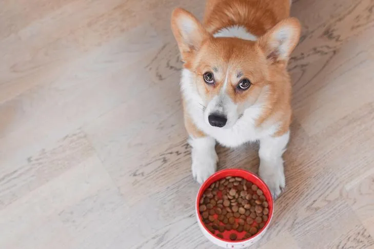 Pembroke Welsh Corgi resting near its bowl of puppy kibble, emphasizing small breed nutrition.