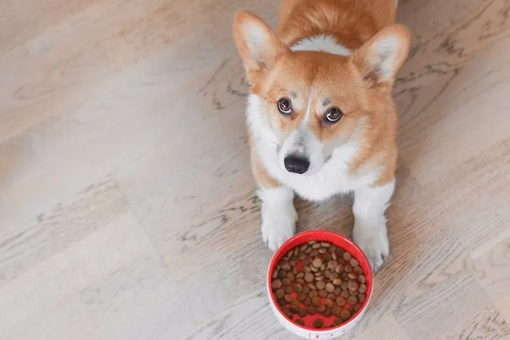 Pembroke Welsh Corgi resting next to a bowl of dry kibble