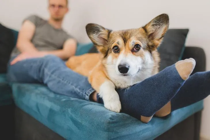 Pembroke Welsh Corgi seeking comfort by resting on its owner's feet on the couch