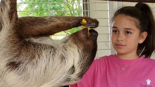 People interacting with a two-toed sloth