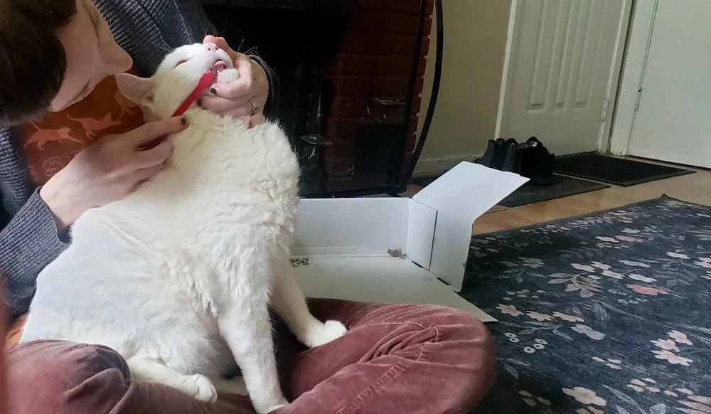 Person gently brushing a cat's teeth with a Sentry brand cat toothbrush, demonstrating proper technique