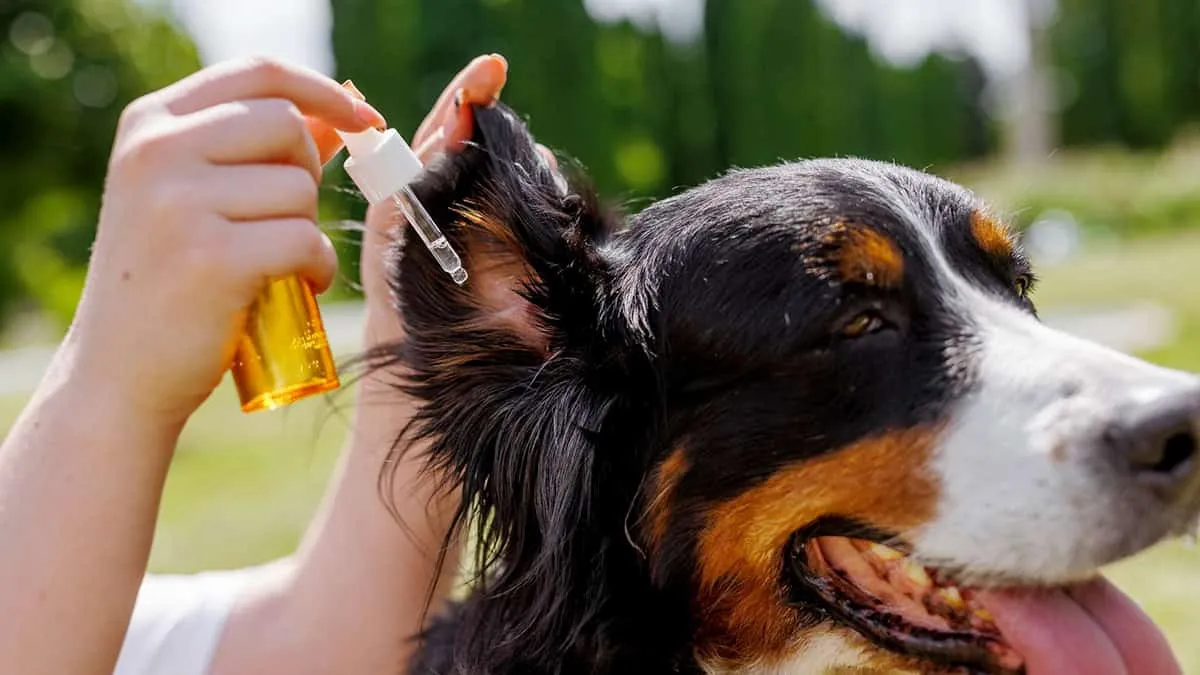 Person giving medication to a dog