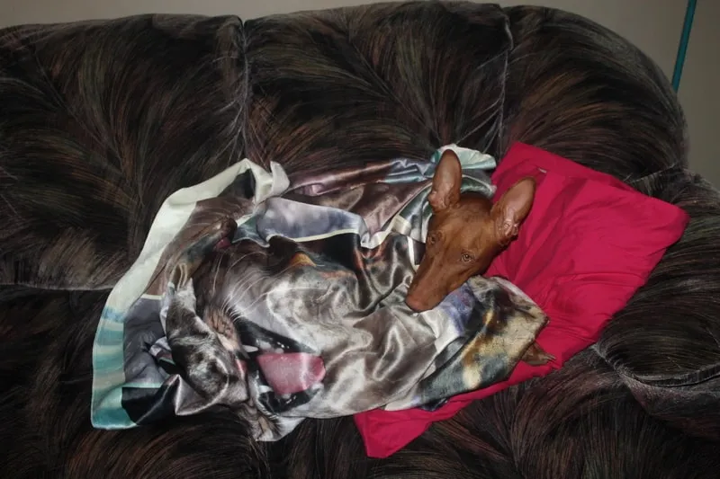 Personalized photo blankets are always a huge hit during the holidays in our family! Find out where I make mine!