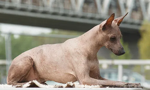 Peruvian Inca Orchid, an agile, smart, and swift sighthound that is lively and alert, available in hairless or coated varieties, suitable for active homes.