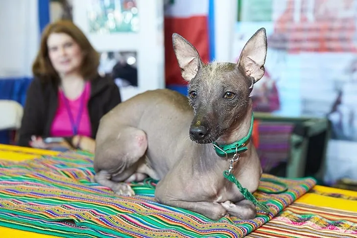Peruvian Inca Orchid, showcasing its distinctive hairless appearance and alert, loyal presence.