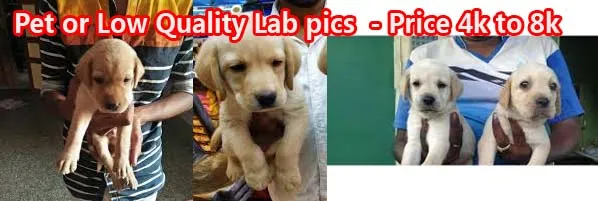 Pet quality Labrador puppy, illustrating a lower price point for sale in Bangalore