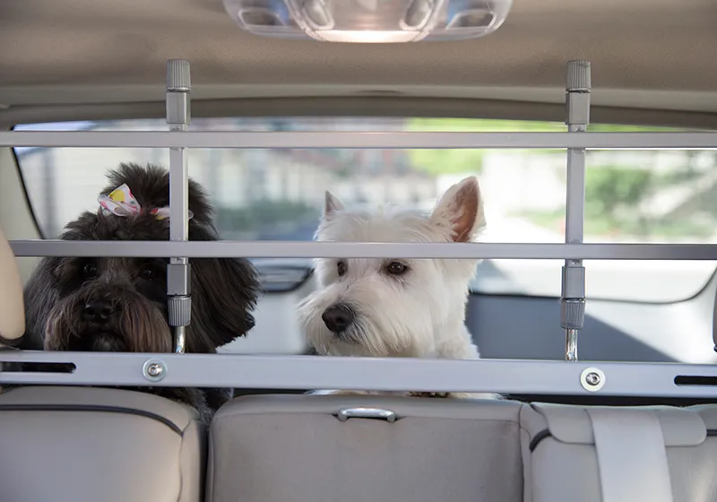 Petego EB K9 Keeper universal dog guard installed in a car, separating the boot from the passenger cabin, suitable for SUVs like the Mercedes Benz GLC.