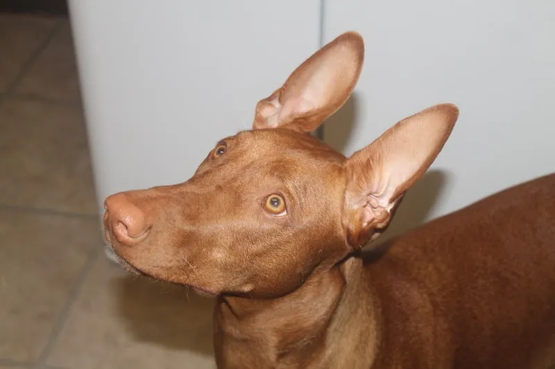 Pharaoh Hound &quot;blushing&quot;