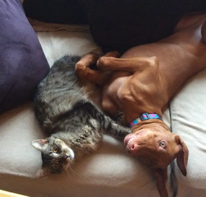 Pharaoh Hound resting with a child