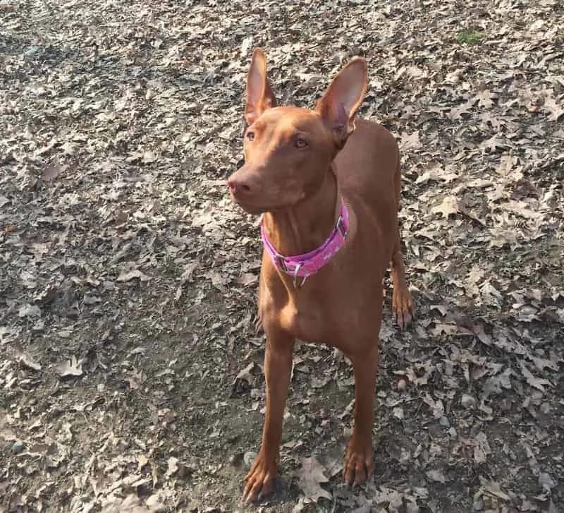 Pharaoh Hound wearing a Martingale collar