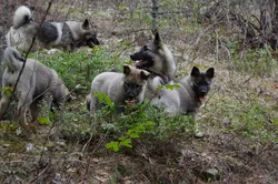 Phoenix, Artemis, Phallon, and Tuva showcasing Elkhound genetic excellence