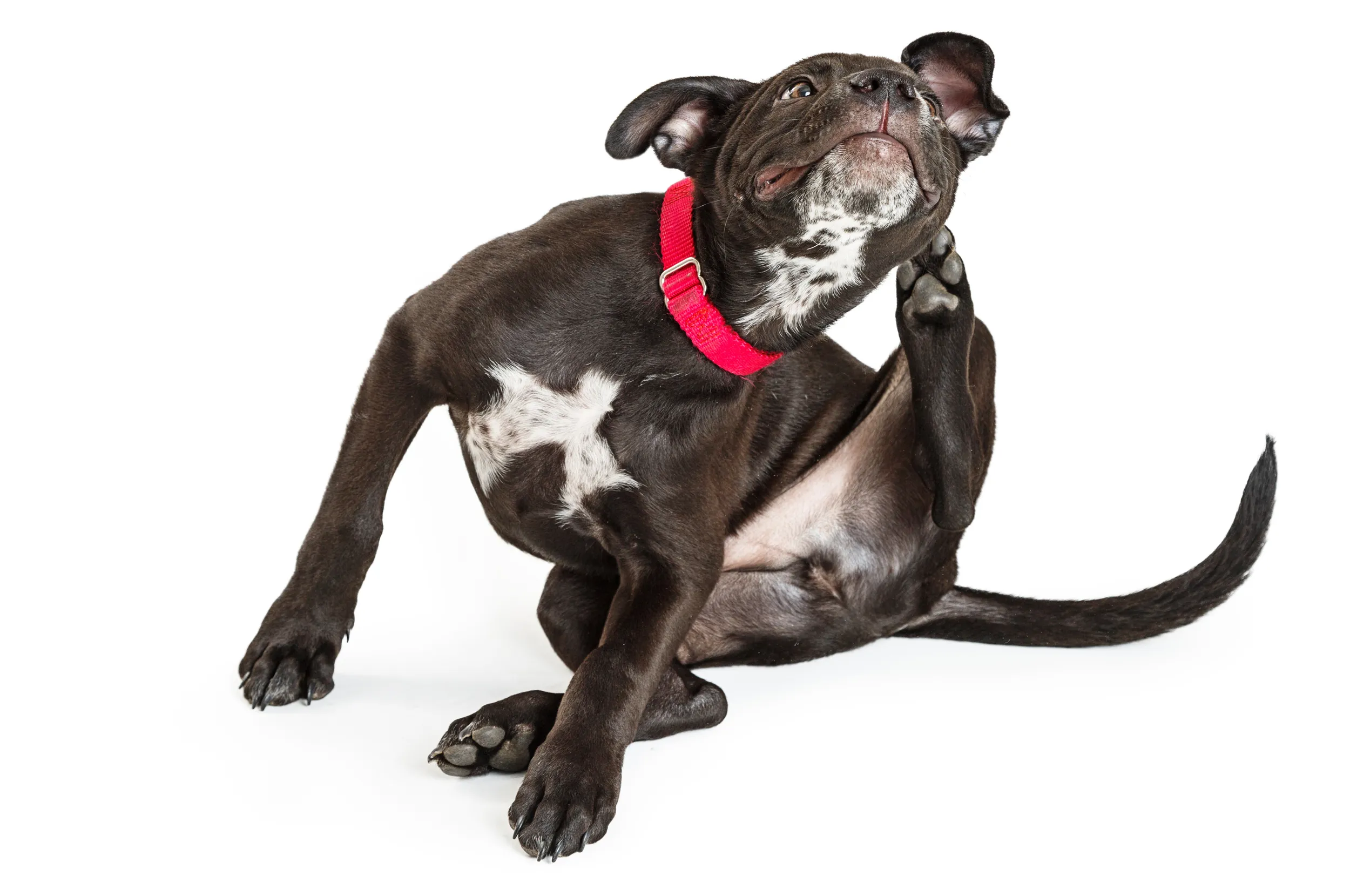 Photo Of A Dog Scratching Its Ear