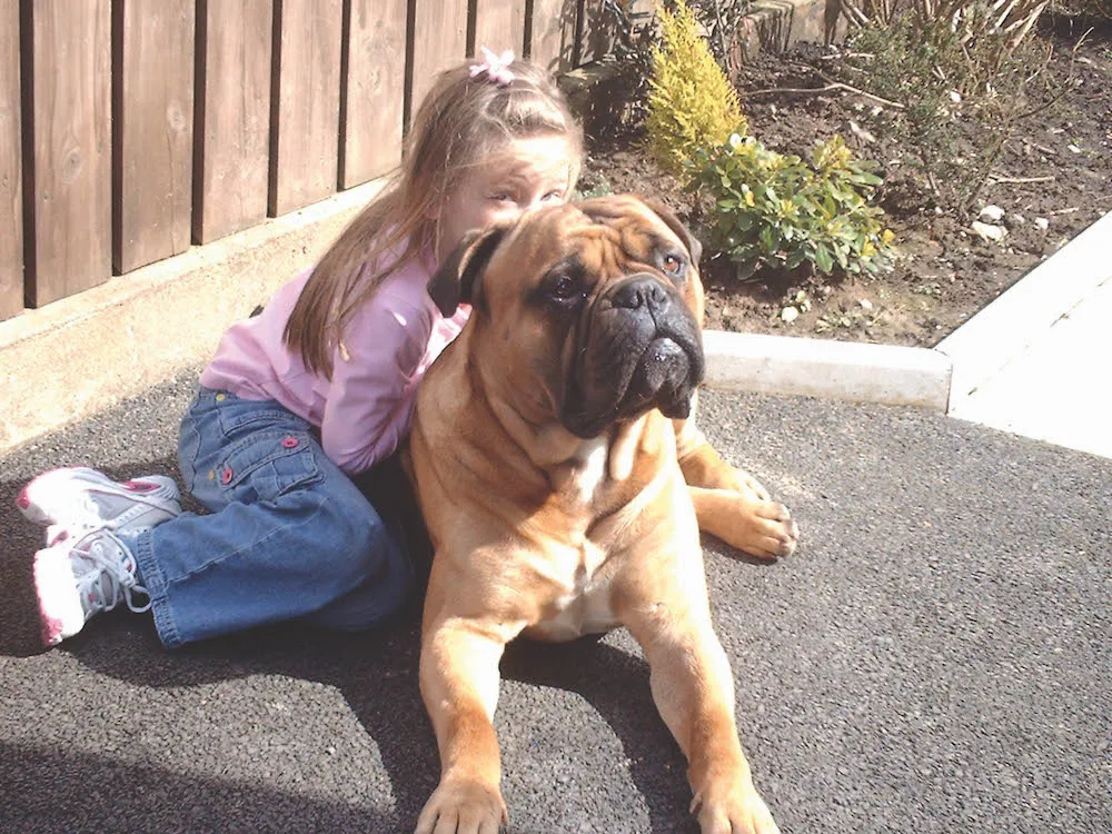 Picture of a Bullmastiff dog, Roscoe, with a child, embodying the ideal gentle and protective family companion.