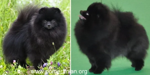 Pictures of black Pomeranians in various poses