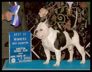 Pied French Bulldog Spike proudly achieving his New Champion title at an AKC show