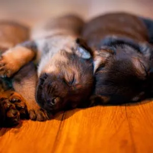 Pile of sleeping German Shepherd puppies