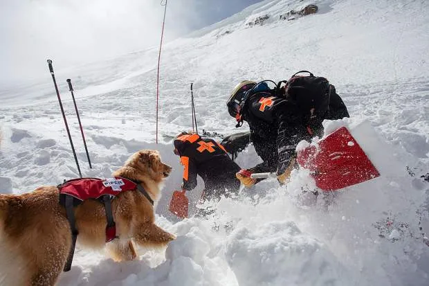 Piper, a Nova Scotia Duck Tolling Retriever, and handler Dan Berg training for avalanche rescue on Snowmass Mountain, featured in Discovery Channel's Dogs: The Untold Story