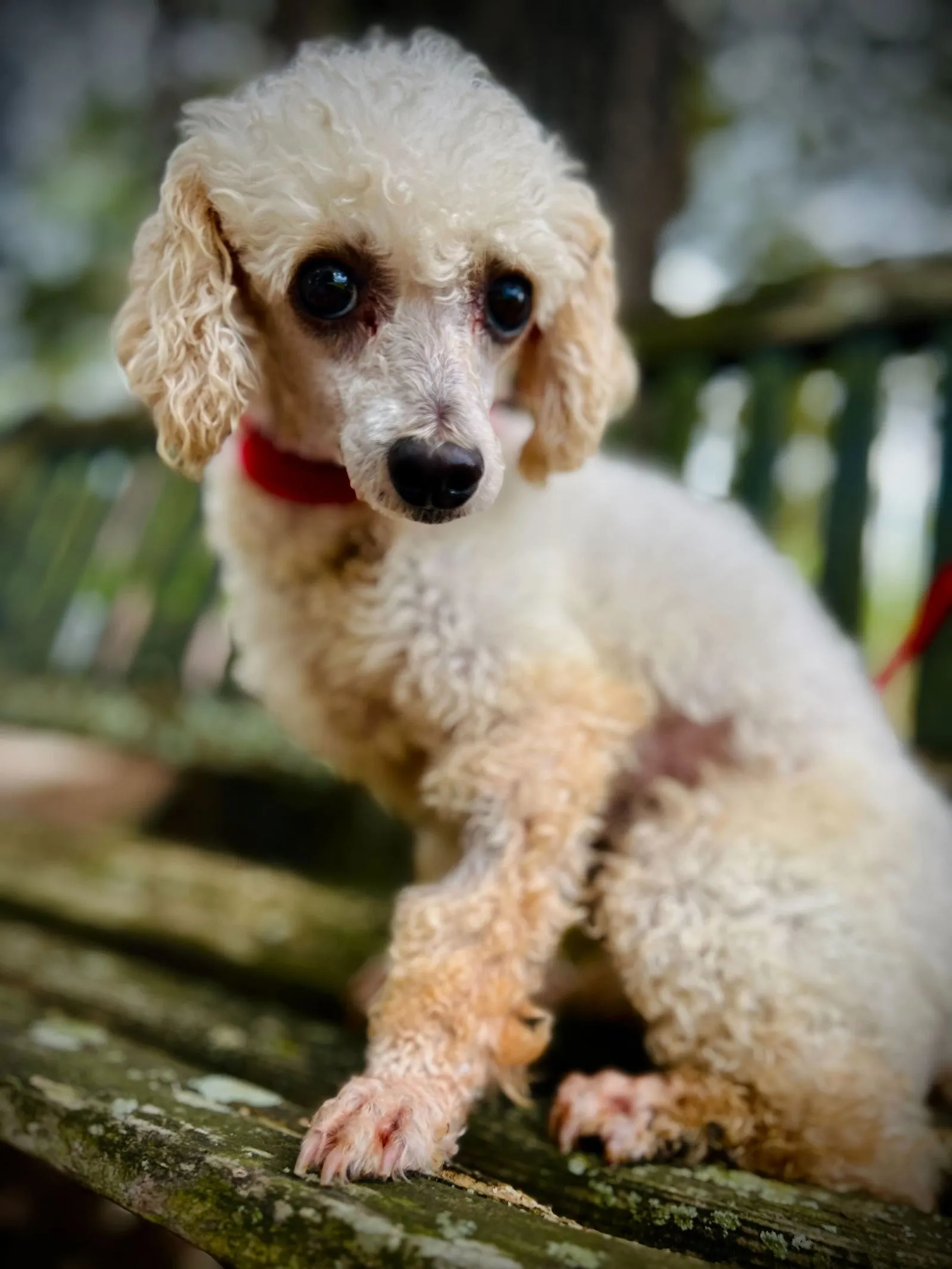 Pixie, a beautiful long-coated Miniature Poodle, showcasing the elegance and intelligence of the breed.
